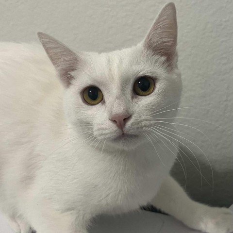 Moth Rickard, an adoptable Domestic Short Hair in Eagle Mountain, UT, 84005 | Photo Image 1