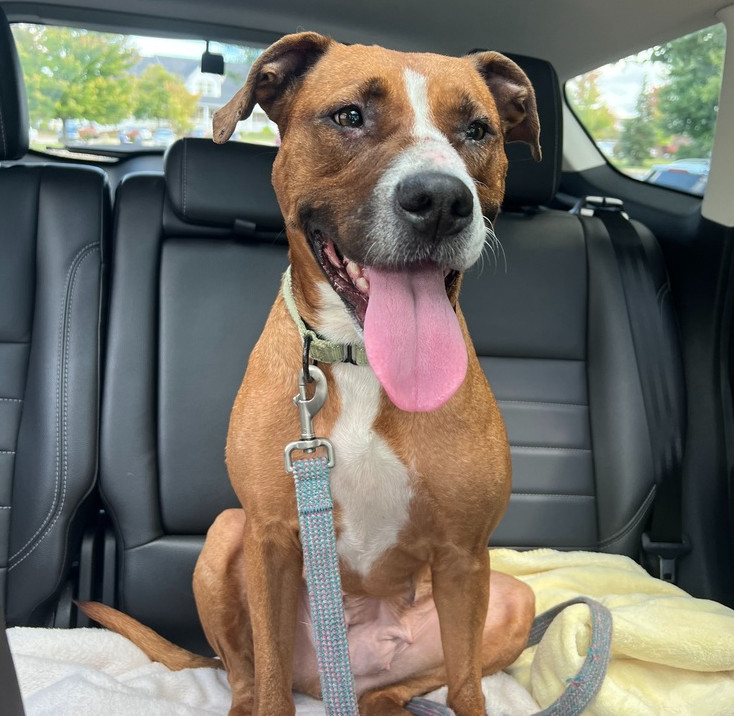 Magnolia (24-102 D), an adoptable Mixed Breed in Lansing, MI, 48910 | Photo Image 1