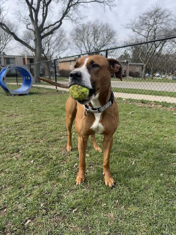 Magnolia (24-102 D), an adoptable Mixed Breed in Lansing, MI, 48910 | Photo Image 2