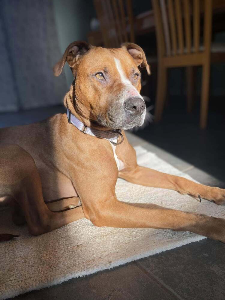 Magnolia (24-102 D), an adoptable Mixed Breed in Lansing, MI, 48910 | Photo Image 4