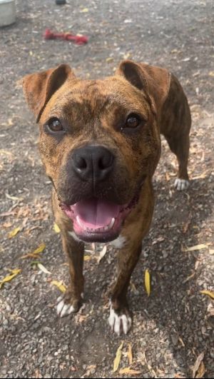 Lewey Boxer Dog