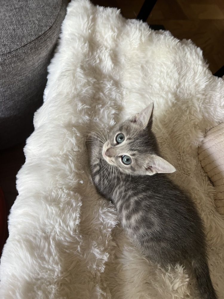 Cat for adoption - Raisin, a Domestic Short Hair & Tabby Mix in Vienna ...