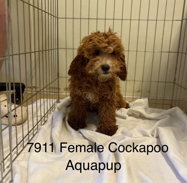 Aquapup #7911, an adoptable Cockapoo in Studio City, CA, 91604 | Photo Image 1