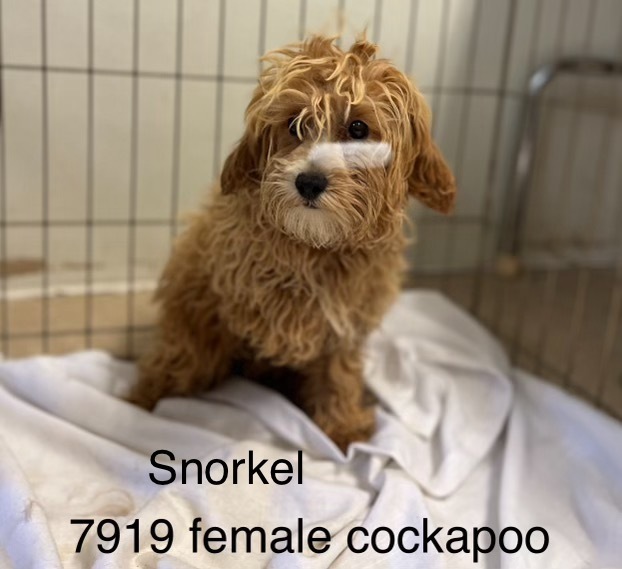 Snorkel #7919, an adoptable Cockapoo in Studio City, CA, 91604 | Photo Image 1