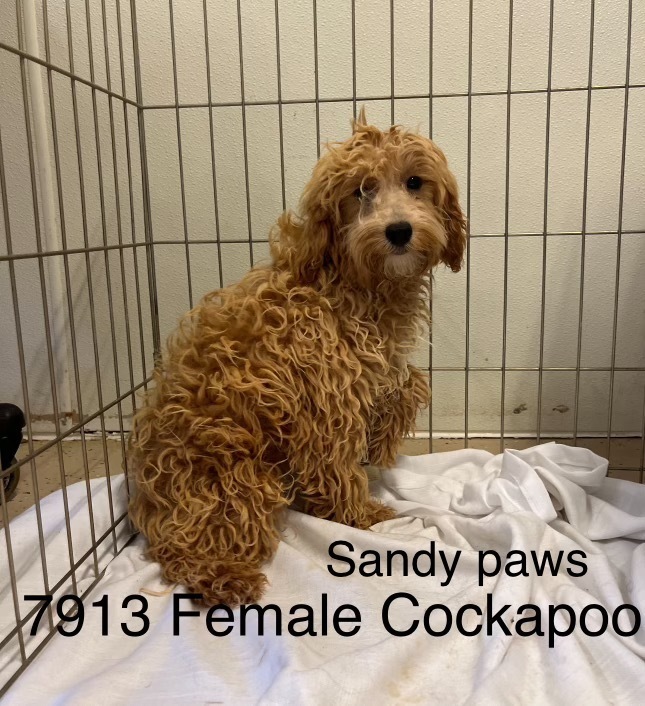 Sandy Paws #7913, an adoptable Cockapoo in Studio City, CA, 91604 | Photo Image 1