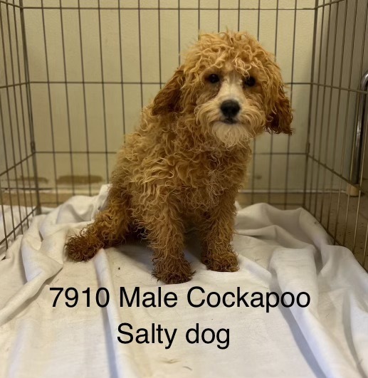 Salty Dog #7910, an adoptable Cockapoo in Studio City, CA, 91604 | Photo Image 1