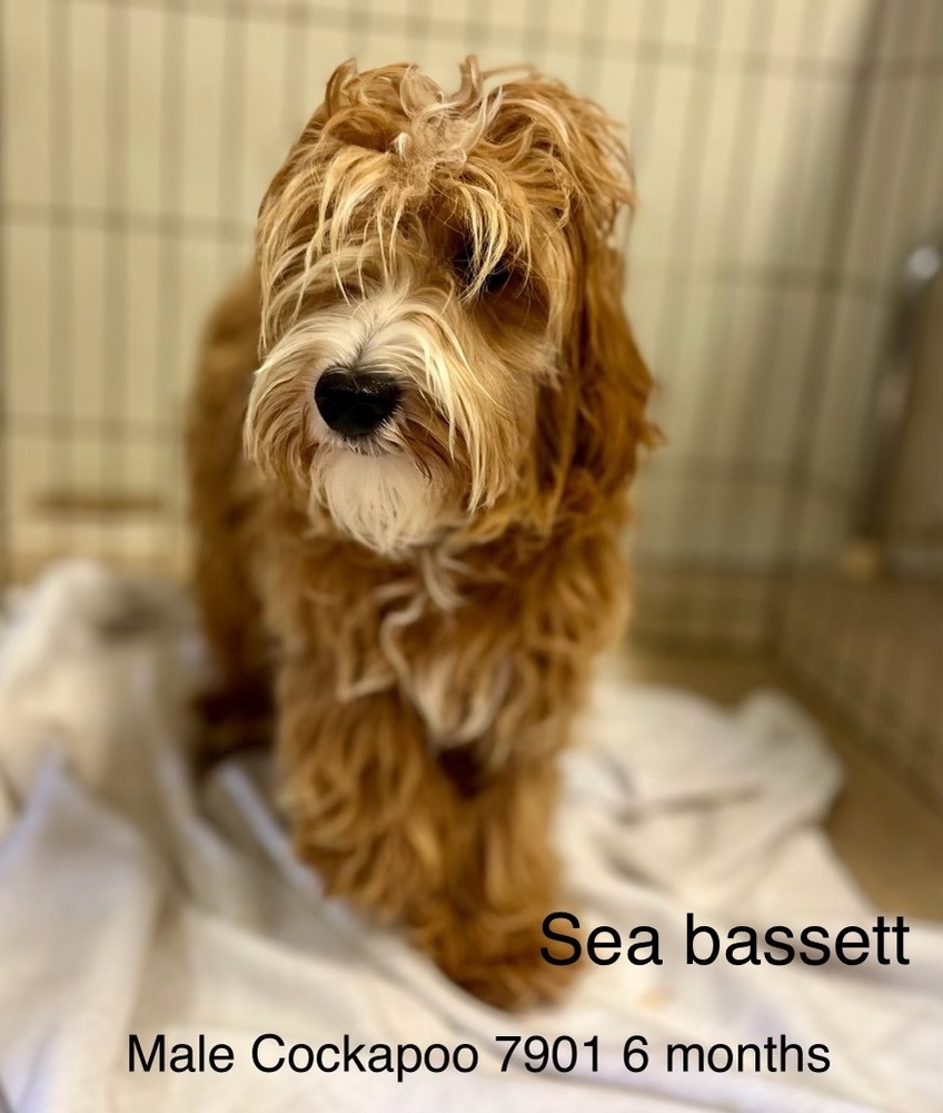 Sea Bassett #7901, an adoptable Cockapoo in Studio City, CA, 91604 | Photo Image 1