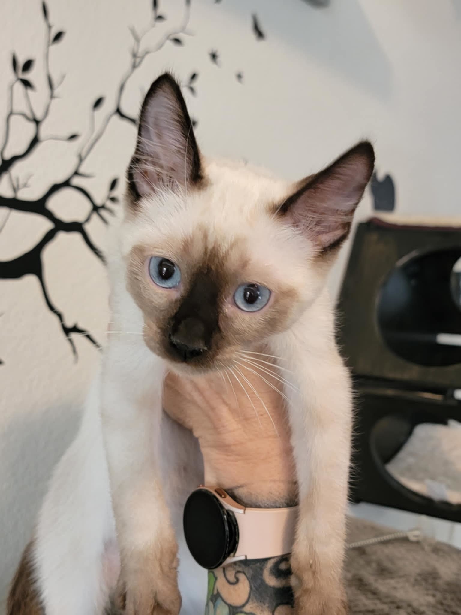 Seaweed (HM), an adoptable Snowshoe in Napa, CA, 94558 | Photo Image 2