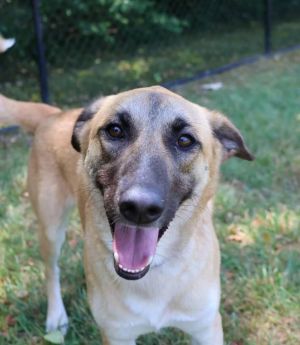 Ruby Rose, Young Female Shepherd