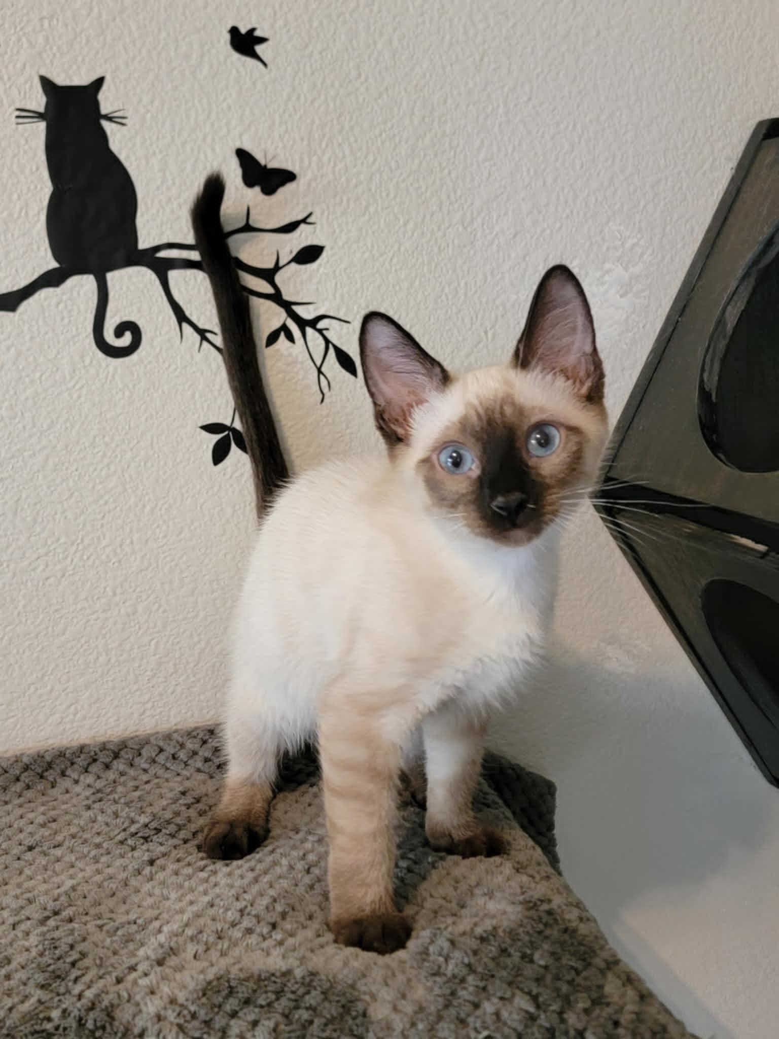 Seal (HM), an adoptable Snowshoe in Vacaville, CA, 95687 | Photo Image 1