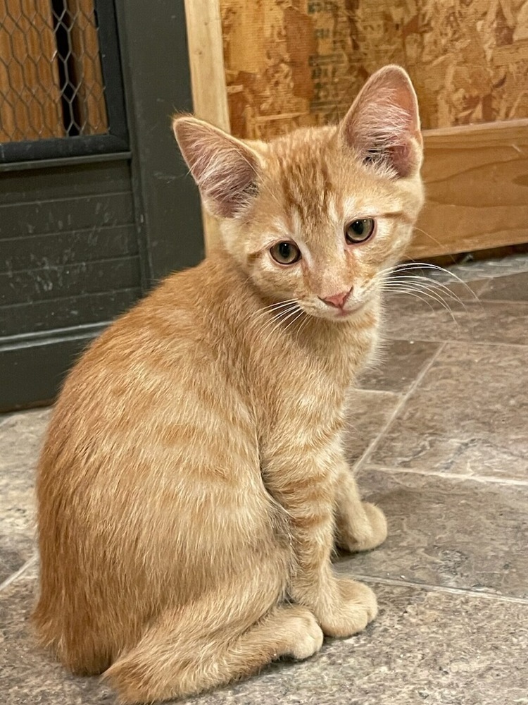 Alfonzo, an adoptable Domestic Short Hair in Thatcher, AZ, 85552 | Photo Image 1