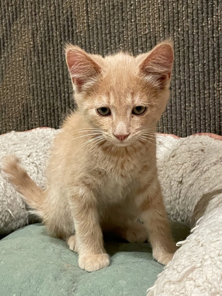 Alfredo, an adoptable Domestic Short Hair in Thatcher, AZ, 85552 | Photo Image 1