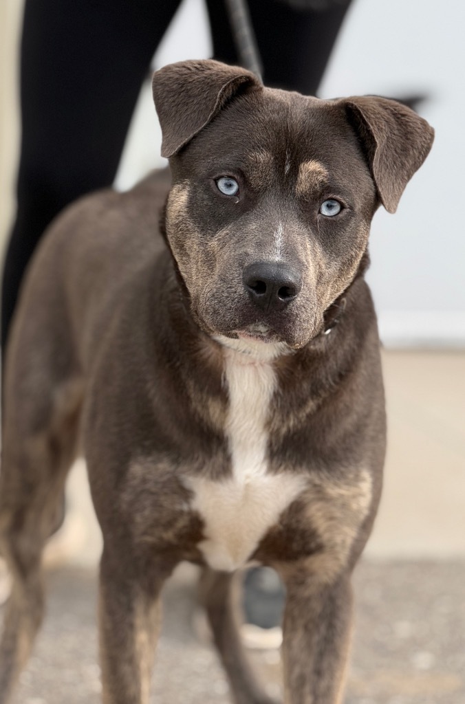 Brooks, an adoptable Cattle Dog, Mixed Breed in Muskegon, MI, 49442 | Photo Image 1