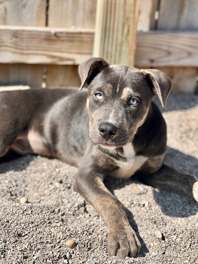 Brooks, an adoptable Cattle Dog, Mixed Breed in Muskegon, MI, 49442 | Photo Image 2