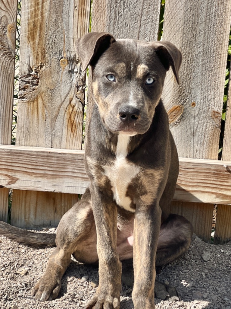 Brooks, an adoptable Cattle Dog, Mixed Breed in Muskegon, MI, 49442 | Photo Image 3