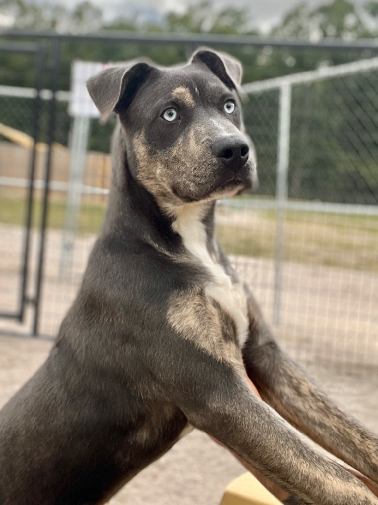 Brooks, an adoptable Cattle Dog, Mixed Breed in Muskegon, MI, 49442 | Photo Image 4