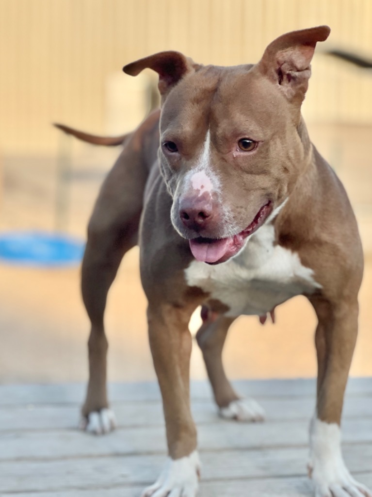 Jules (foster), an adoptable Mixed Breed in Muskegon, MI, 49442 | Photo Image 1