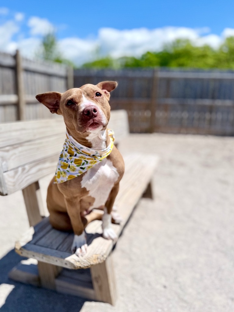 Jules (foster), an adoptable Mixed Breed in Muskegon, MI, 49442 | Photo Image 1