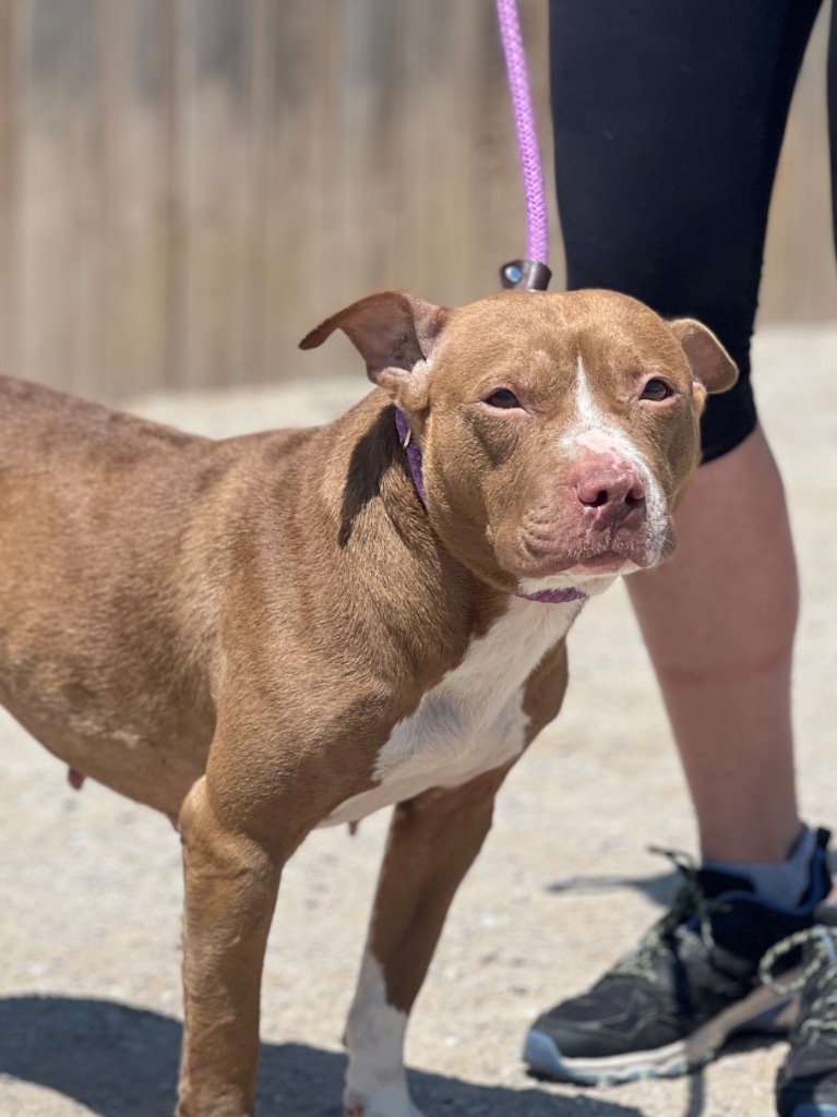 Jules (foster), an adoptable Mixed Breed in Muskegon, MI, 49442 | Photo Image 2