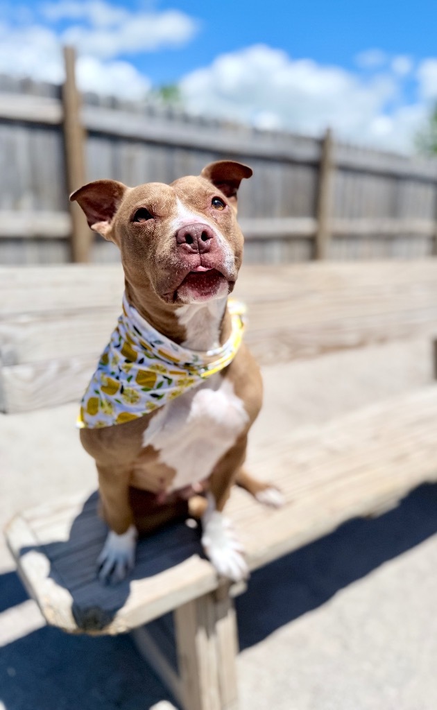 Jules (foster), an adoptable Mixed Breed in Muskegon, MI, 49442 | Photo Image 2