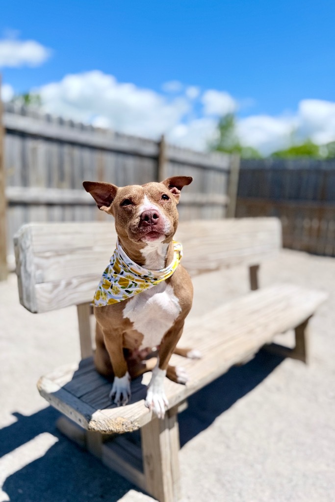 Jules (foster), an adoptable Mixed Breed in Muskegon, MI, 49442 | Photo Image 3