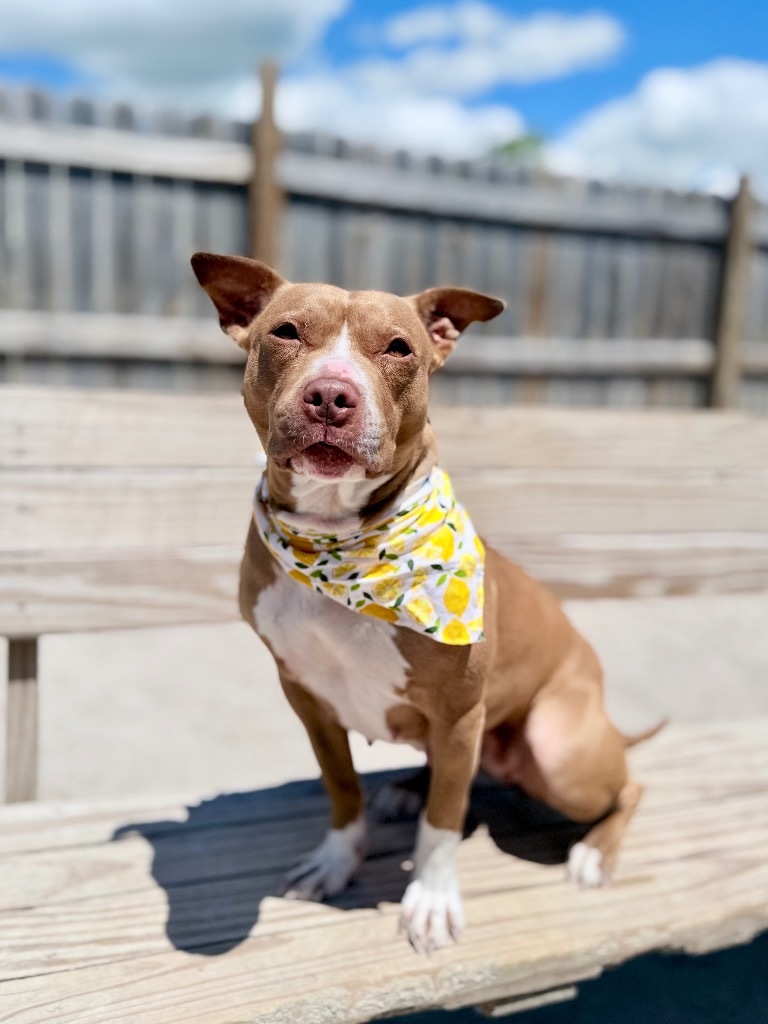 Jules (foster), an adoptable Mixed Breed in Muskegon, MI, 49442 | Photo Image 4