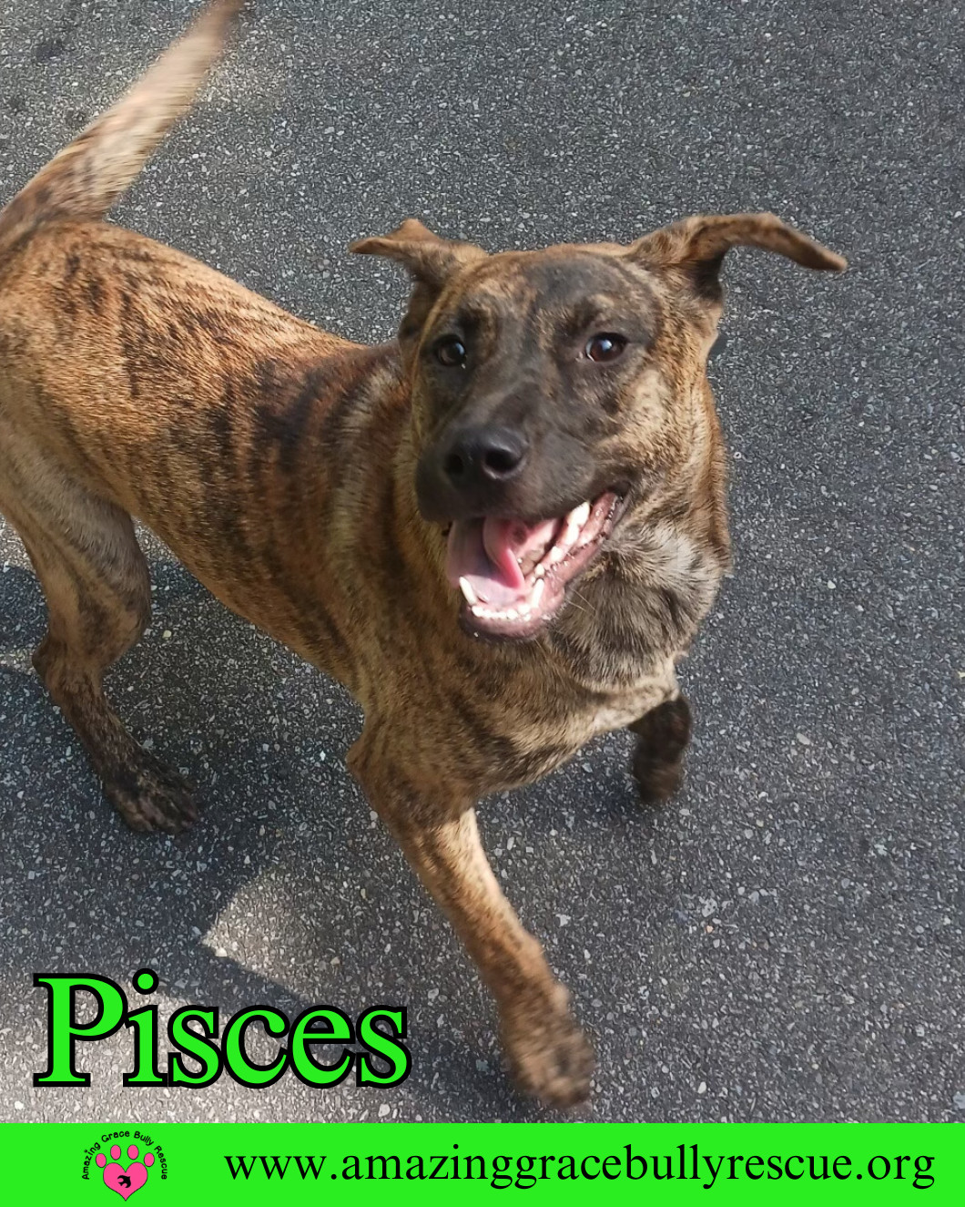 Dog for adoption - Pisces, a Mixed Breed in Pensacola, FL | Petfinder