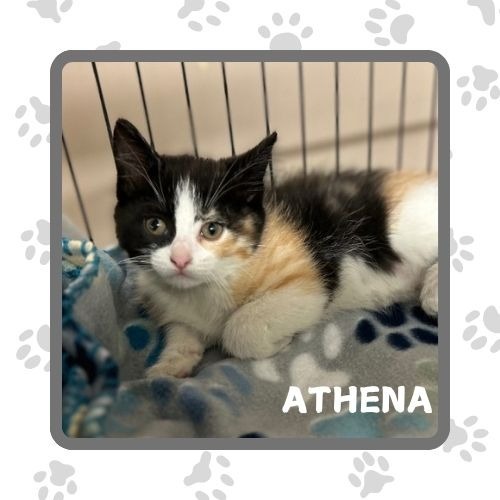 Athena, an adoptable Domestic Medium Hair in Elbow Lake, MN, 56531 | Photo Image 1