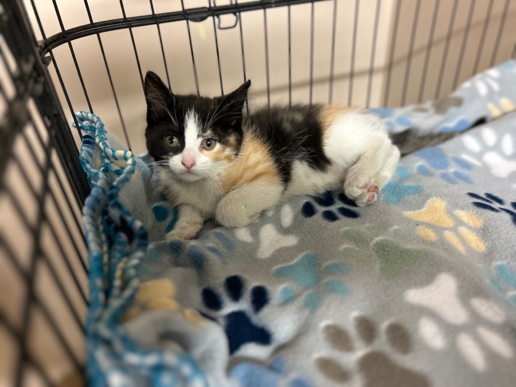 Athena, an adoptable Domestic Medium Hair in Elbow Lake, MN, 56531 | Photo Image 2