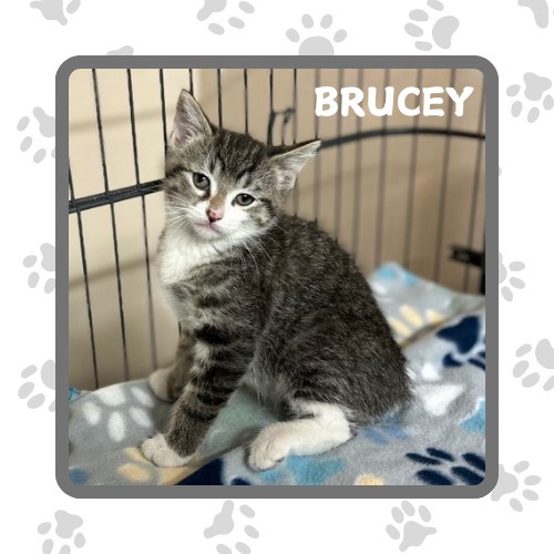 Brucey, an adoptable Domestic Medium Hair in Elbow Lake, MN, 56531 | Photo Image 1