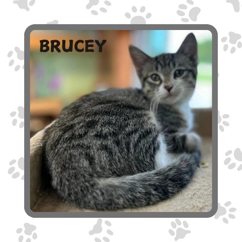 Brucey, an adoptable Domestic Medium Hair in Elbow Lake, MN, 56531 | Photo Image 1