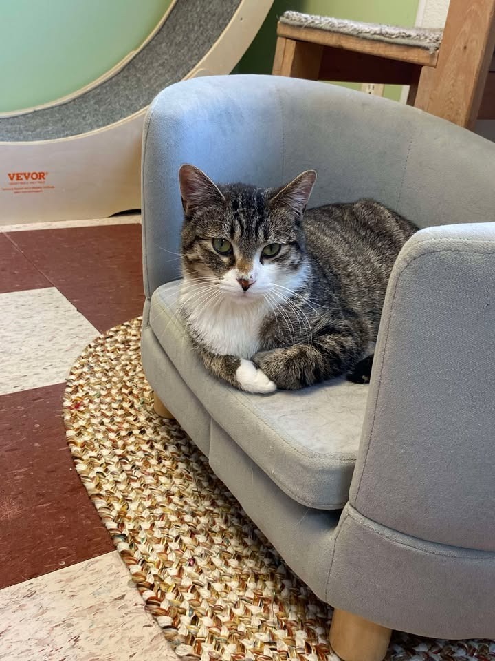 Brucey, an adoptable Domestic Medium Hair in Elbow Lake, MN, 56531 | Photo Image 1