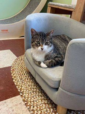 Brucey, Young Male Domestic Medium Hair
