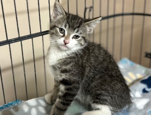 Brucey, an adoptable Domestic Medium Hair in Elbow Lake, MN, 56531 | Photo Image 2