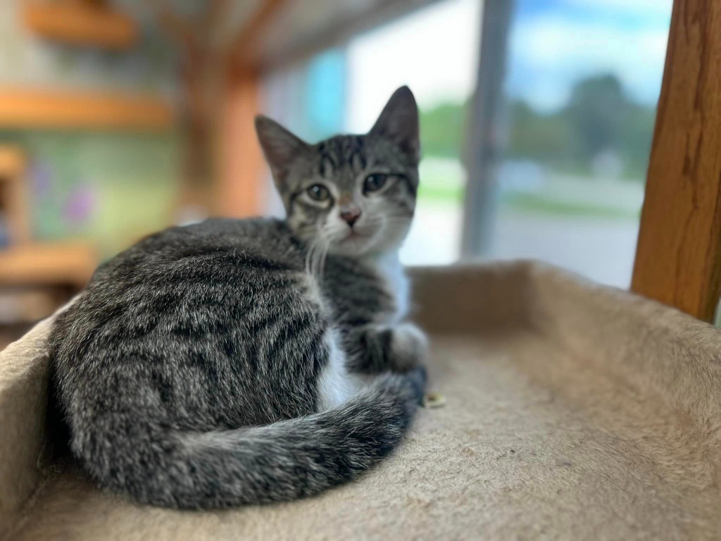 Brucey, an adoptable Domestic Medium Hair in Elbow Lake, MN, 56531 | Photo Image 3