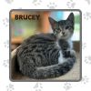 Brucey photo 3