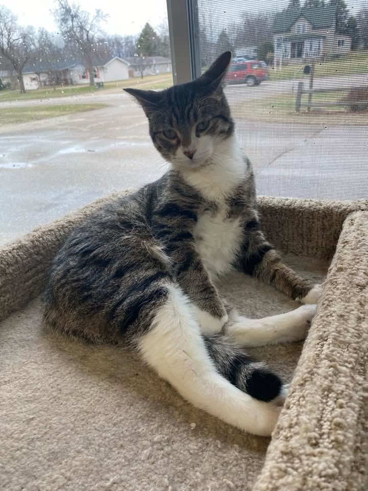 Brucey, an adoptable Domestic Medium Hair in Elbow Lake, MN, 56531 | Photo Image 4