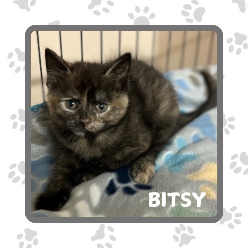 Bitsy, an adoptable Abyssinian in Elbow Lake, MN, 56531 | Photo Image 1