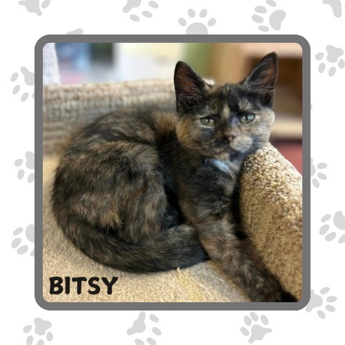 Bitsy, an adoptable Abyssinian in Elbow Lake, MN, 56531 | Photo Image 1