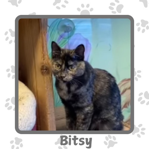 Bitsy, an adoptable Abyssinian in Elbow Lake, MN, 56531 | Photo Image 1