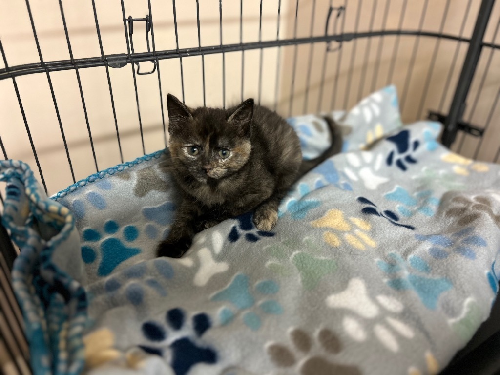 Bitsy, an adoptable Abyssinian in Elbow Lake, MN, 56531 | Photo Image 2