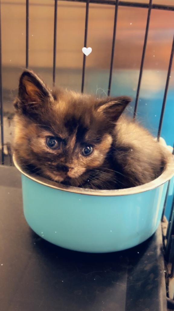 Bitsy, an adoptable Abyssinian in Elbow Lake, MN, 56531 | Photo Image 3