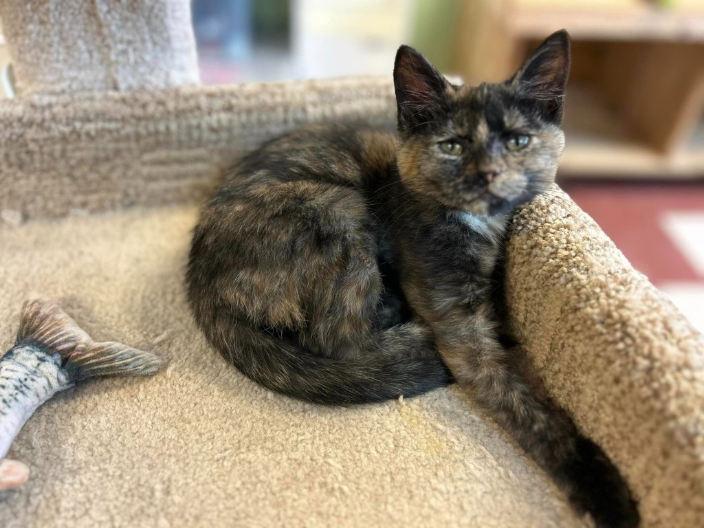 Bitsy, an adoptable Abyssinian in Elbow Lake, MN, 56531 | Photo Image 5