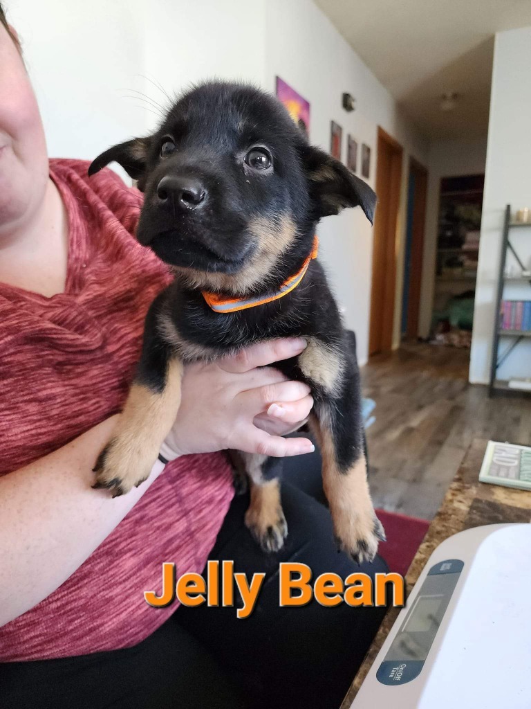 Jelly Bean (Orange Collar) nka Yoshi, an adoptable Mixed Breed in Minot, ND, 58701 | Photo Image 1