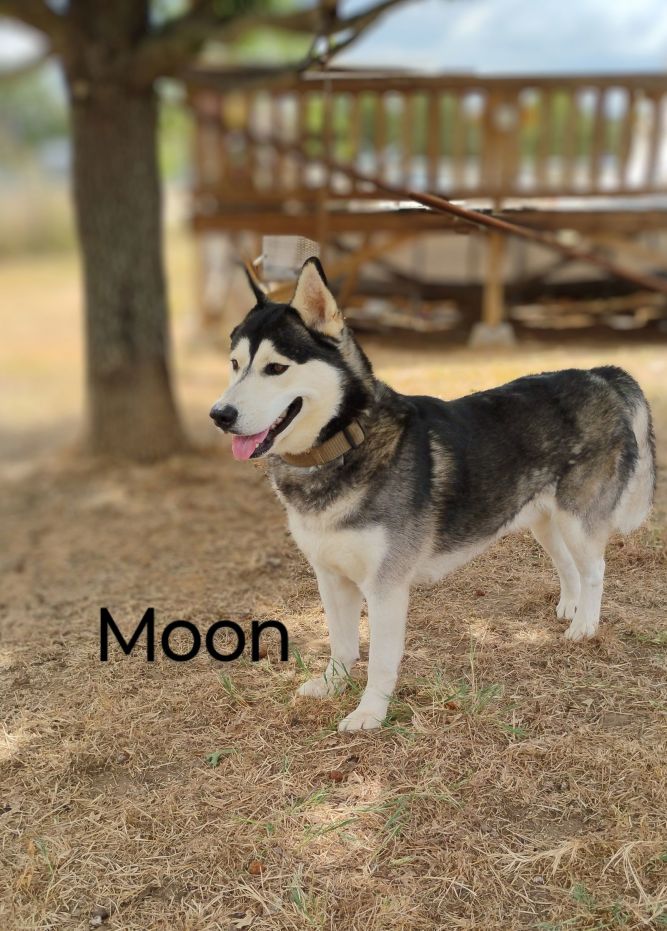 Moon