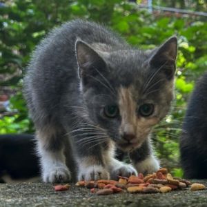 Sweet Jane What isnt there to love about this adorable little dilute calico girl A part of our St