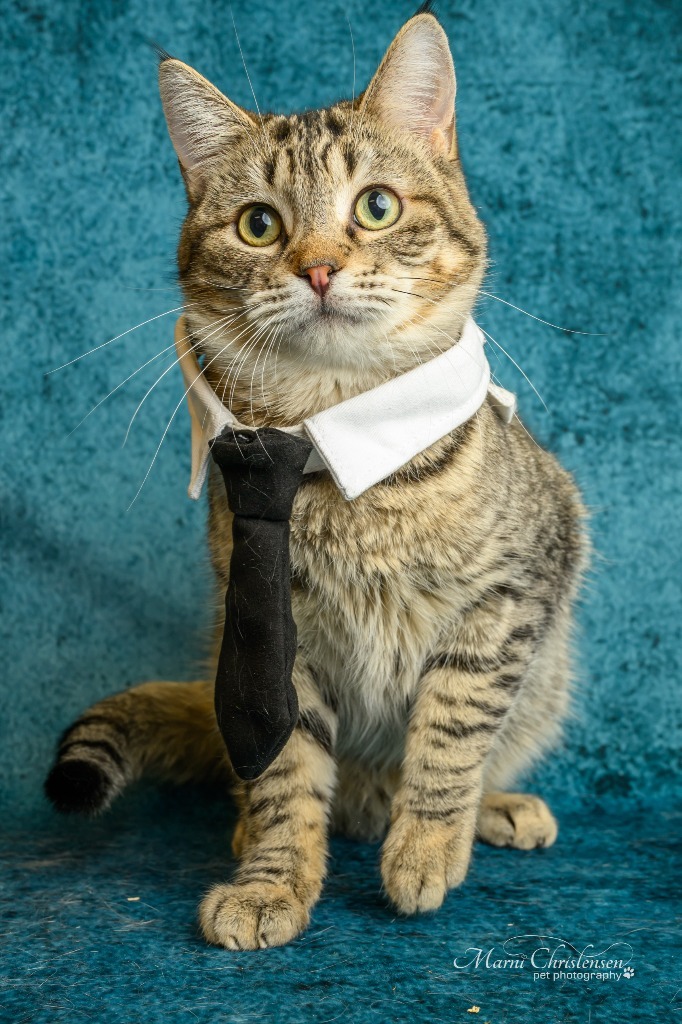 Pablo Purrcaso, an adoptable Domestic Short Hair in Rock Springs, WY, 82901 | Photo Image 1