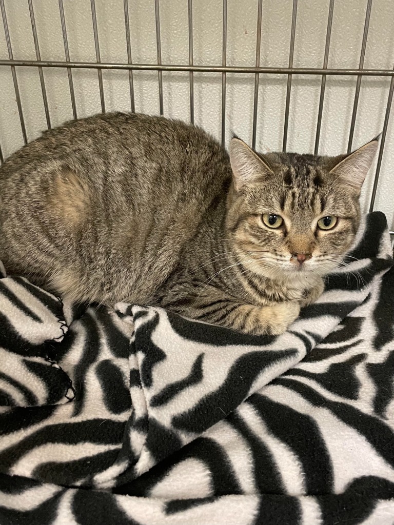 Pablo Purrcaso, an adoptable Domestic Short Hair in Rock Springs, WY, 82901 | Photo Image 2