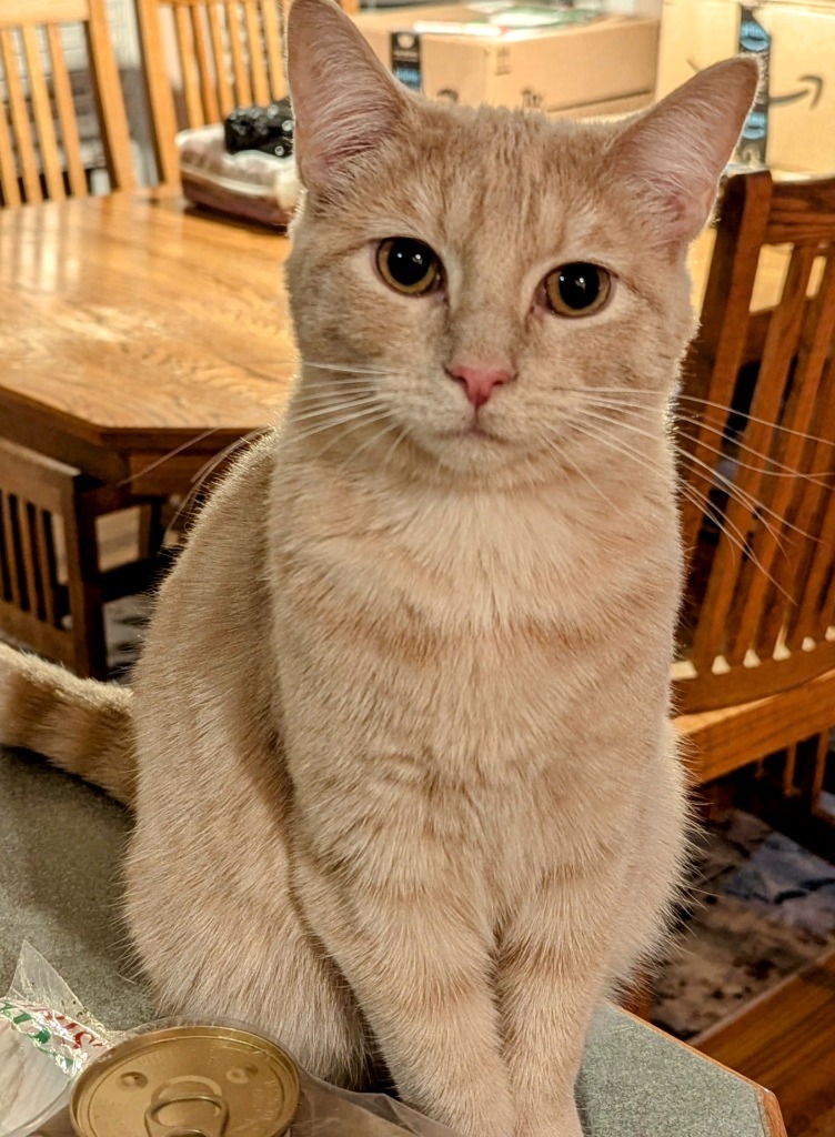 Gina, an adoptable Domestic Short Hair in Olathe, KS, 66062 | Photo Image 1