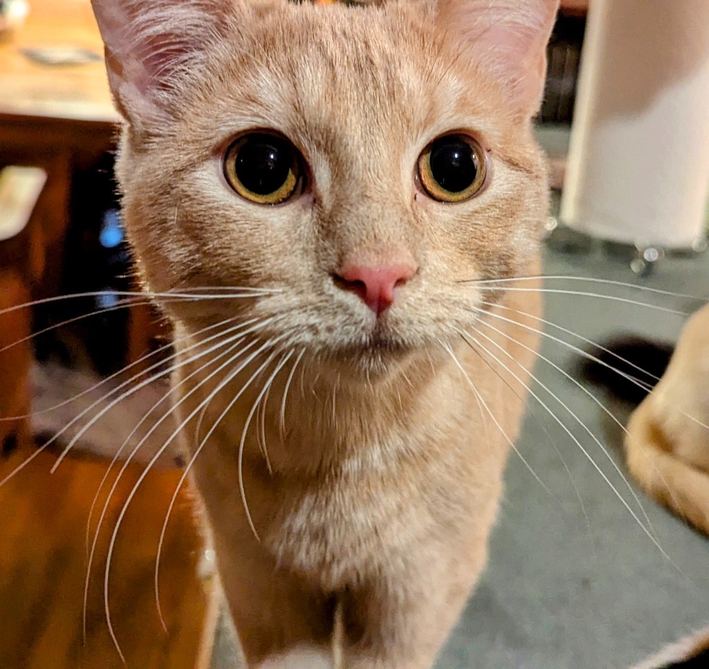 Gina, an adoptable Domestic Short Hair in Olathe, KS, 66062 | Photo Image 2